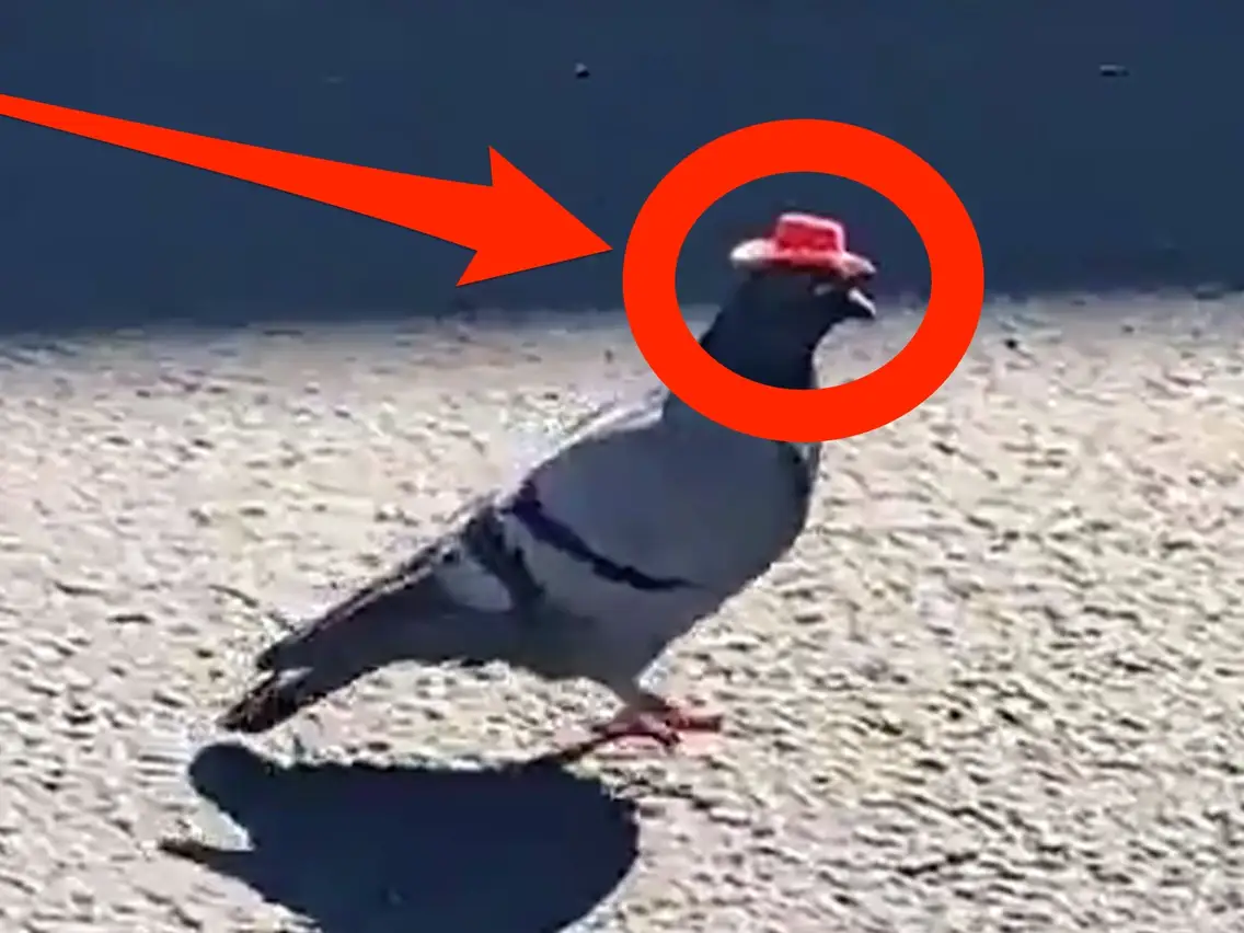 Fake piegon with a spy hat on, red arrow indicating the hat.