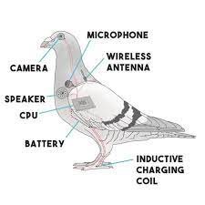 Piegon anatomy map. The camera is in the eye, microphone in the chest, speaker in the breast, wireless antenna in the spine, CPU in the center of the bird, and inductive charging coil in the feet. 